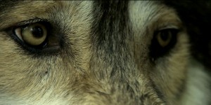 Still from "Lupe" by Evin Grant Still from "Lupe" by Evin Grant